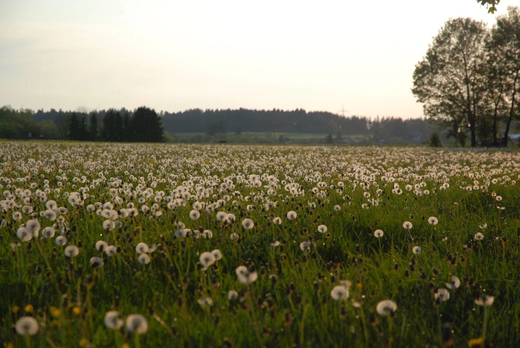 Pusteblumenwiese mit Bäumen im warmen Abendlicht
